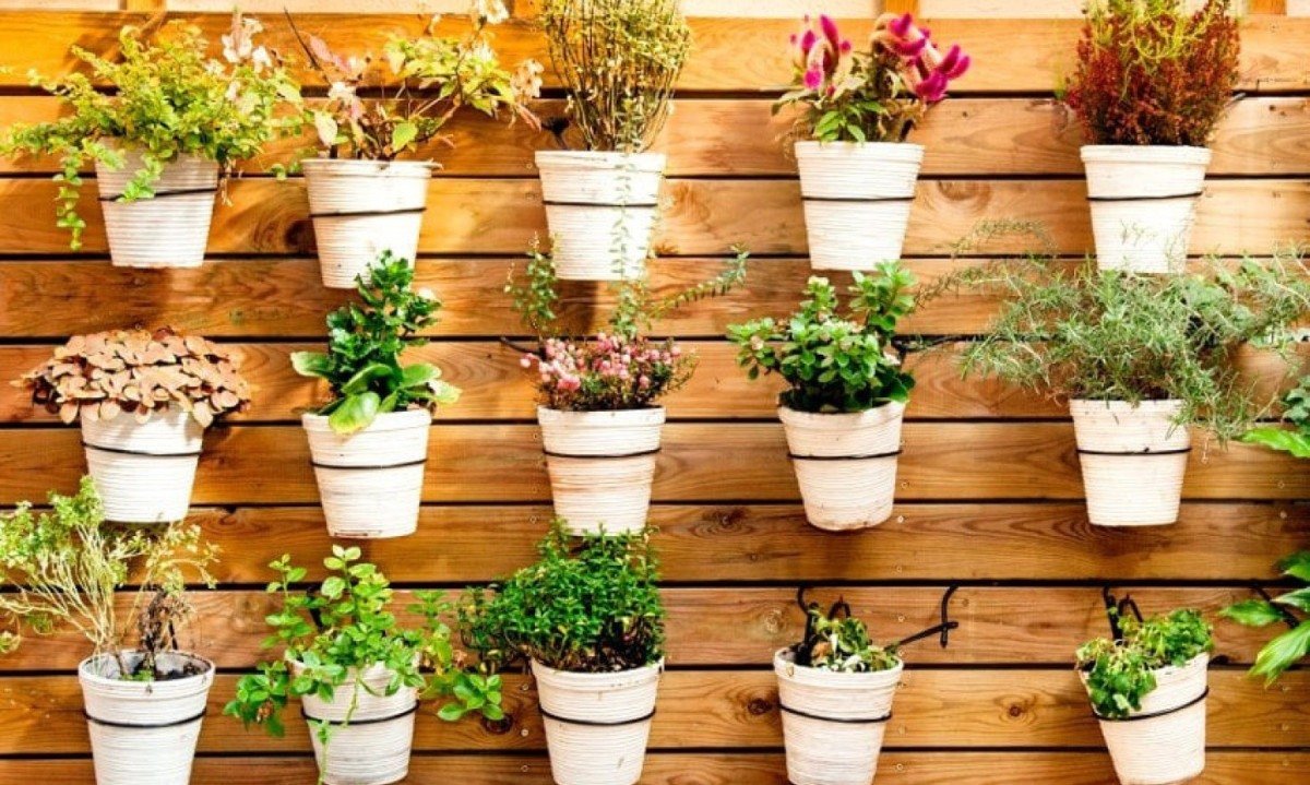 Planta de Jade: atraia riqueza e prosperidade para sua vida! -  (crédito: Wemystic)