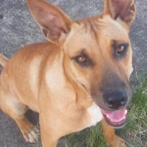 Homem usou pitbulls para matar cadela em cidade mineira - Reprodução/redes sociais