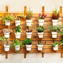 Planta de Jade: atraia riqueza e prosperidade para sua vida!