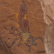 Cientistas descobrem fóssil de nova espécie de mosca - Reprodução/Universidade de Canberra 