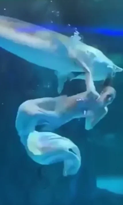Peixe ataca atriz vestida de sereia durante apresentação em aquário - Reprodução de vídeo redes sociais 