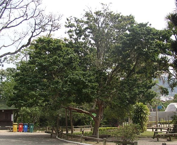 Com o nome científico de Paubrasilia echinata, o pau-brasil também é chamado de arabutã, ibirapiranga , pau-de-tinta, pau-pernambuco e pau-rosado.