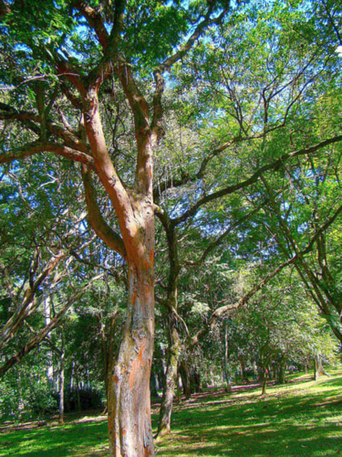 O tronco avermelhado do pau-brasil, como mostra esse exemplar que fica no Jardim Botânico do Rio de Janeiro, revela sua característica mais chamativa: uma espécie de corante natural . 