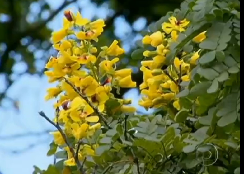 Nos ramos que ficam bem cheios, as flores formam arranjos bonitos que se destacam na paisagem. E essas flores são bastante aromáticas. Bonitas e cheirosas. 