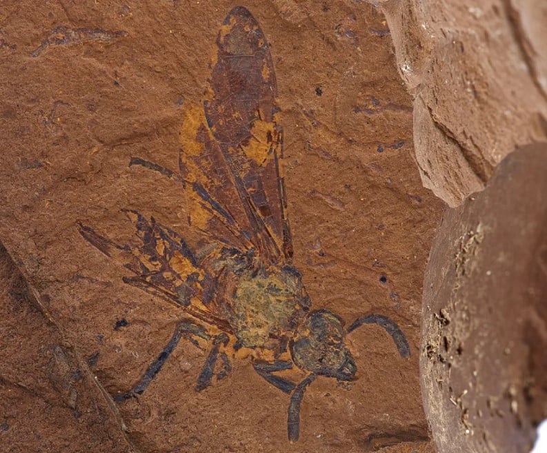 Cientistas descobrem fóssil de nova espécie de mosca