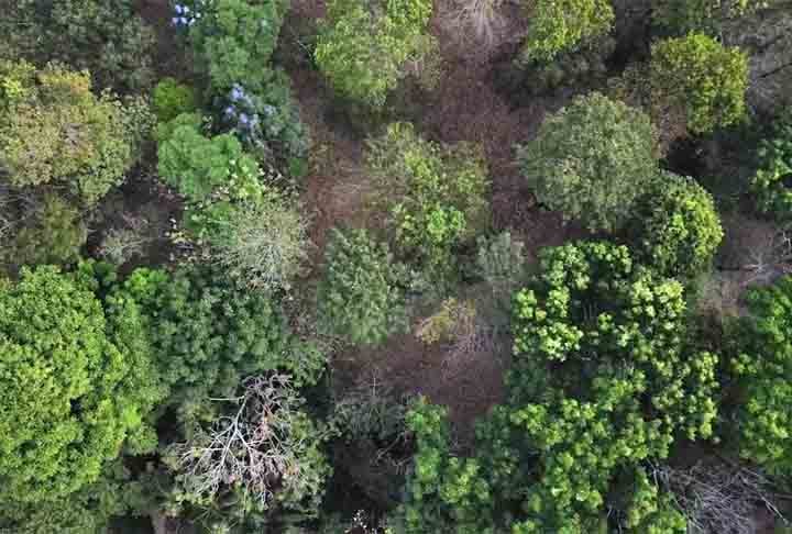Ãrvores desempenham funÃ§Ãµes vitais, como fornecer alimentos, madeira, medicamentos, oxigÃªnio e absorver diÃ³xido de carbono, sendo fundamentais para a vida humana.