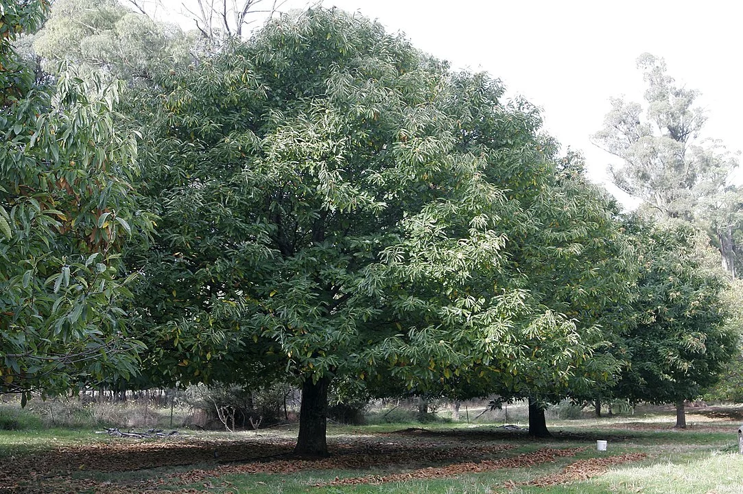 Castanheira: Ãrvore do bioma da AmazÃŽnia. TambÃ©m chamada de Amendoeira-da-AmÃ©rica, Castanha-do-Brasil, Coz-do-Brasil e Tucari.