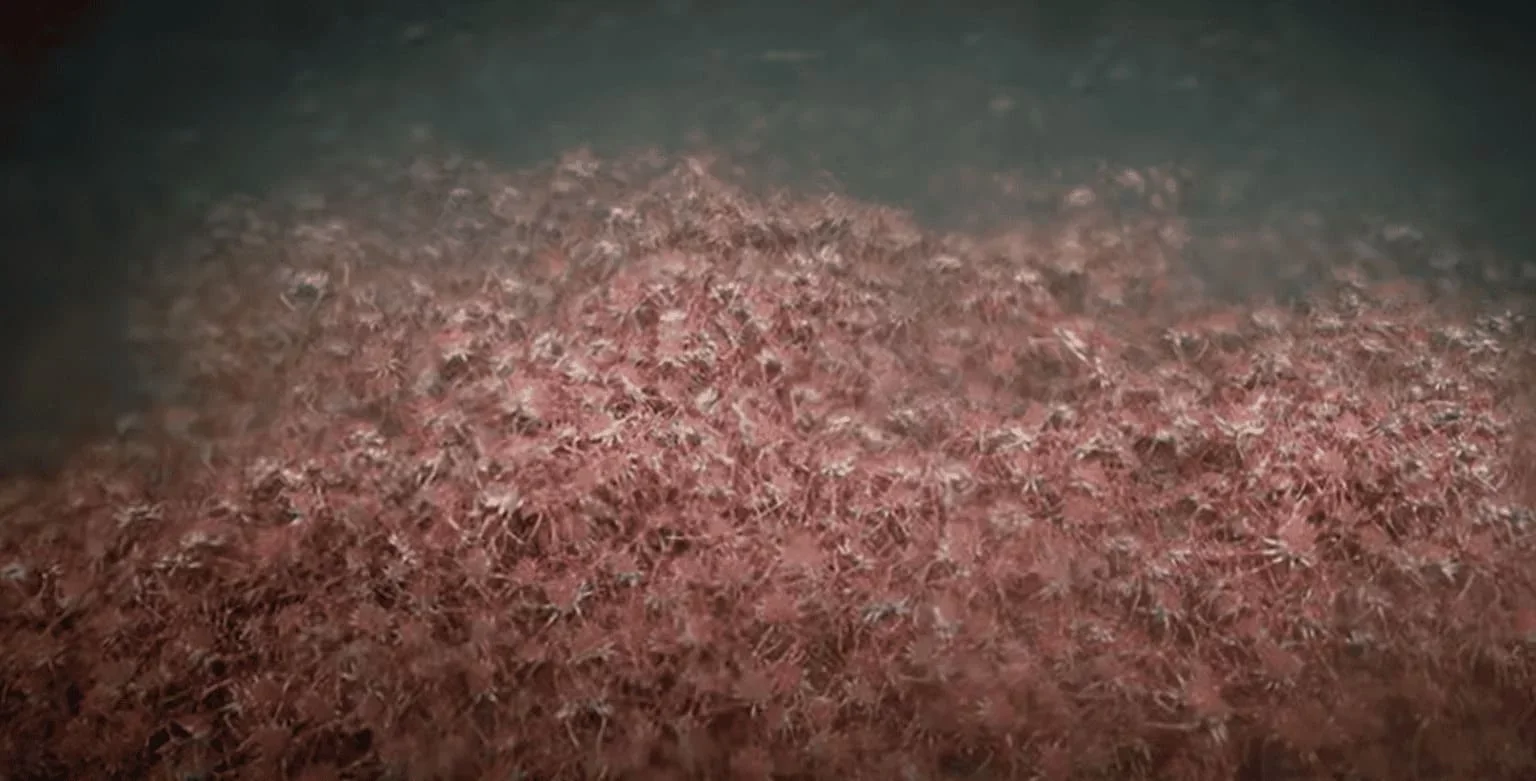 Centenas de caranguejos formam espécie de "tapete" no fundo do mar - Divulgação Schmidt Ocean Institute