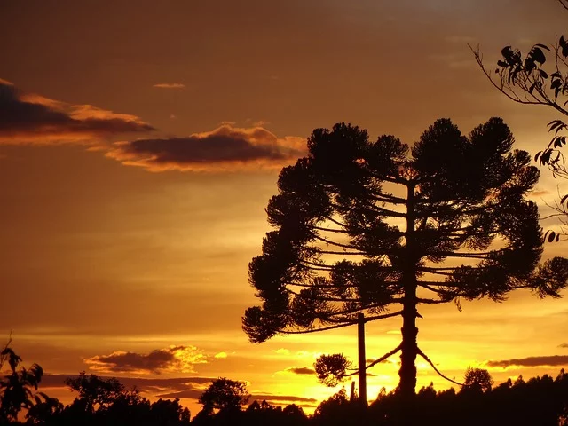 Conheça algumas espécies de árvores do Brasil que estão ameaçadas de extinção!