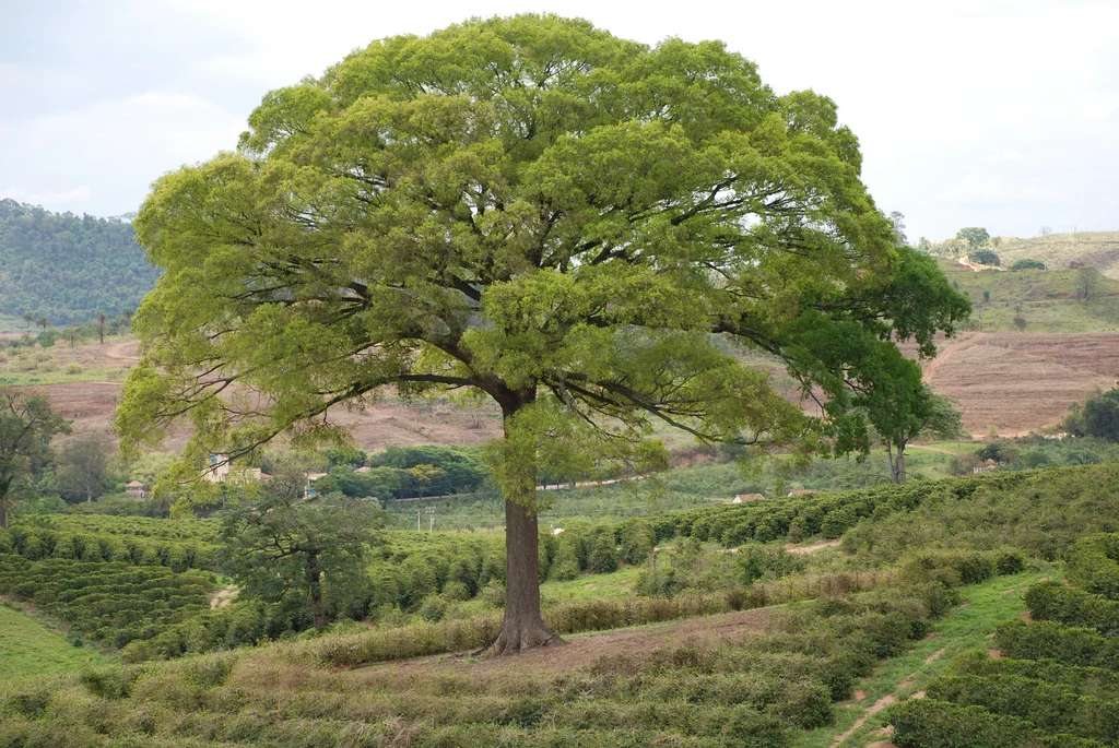 JequitibÃ¡-Branco: Ãrvore da AmazÃŽnia, do Cerrado e da Mata AtlÃ¢ntica. TambÃ©m chamada de Estopa, Cachimbeiro, Pau-de-Cachimbo e MussambÃª. 