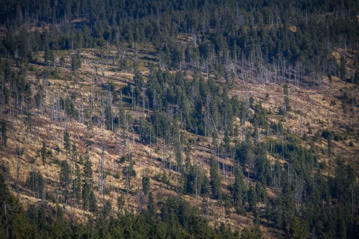 Realizado para coincidir com a COP16 da ONU sobre biodiversidade, o estudo estima que 16 mil das 58 mil espécies de árvores existentes estão ameaçadas devido ao desmatamento, agricultura, expansão urbana e mudanças climáticas.