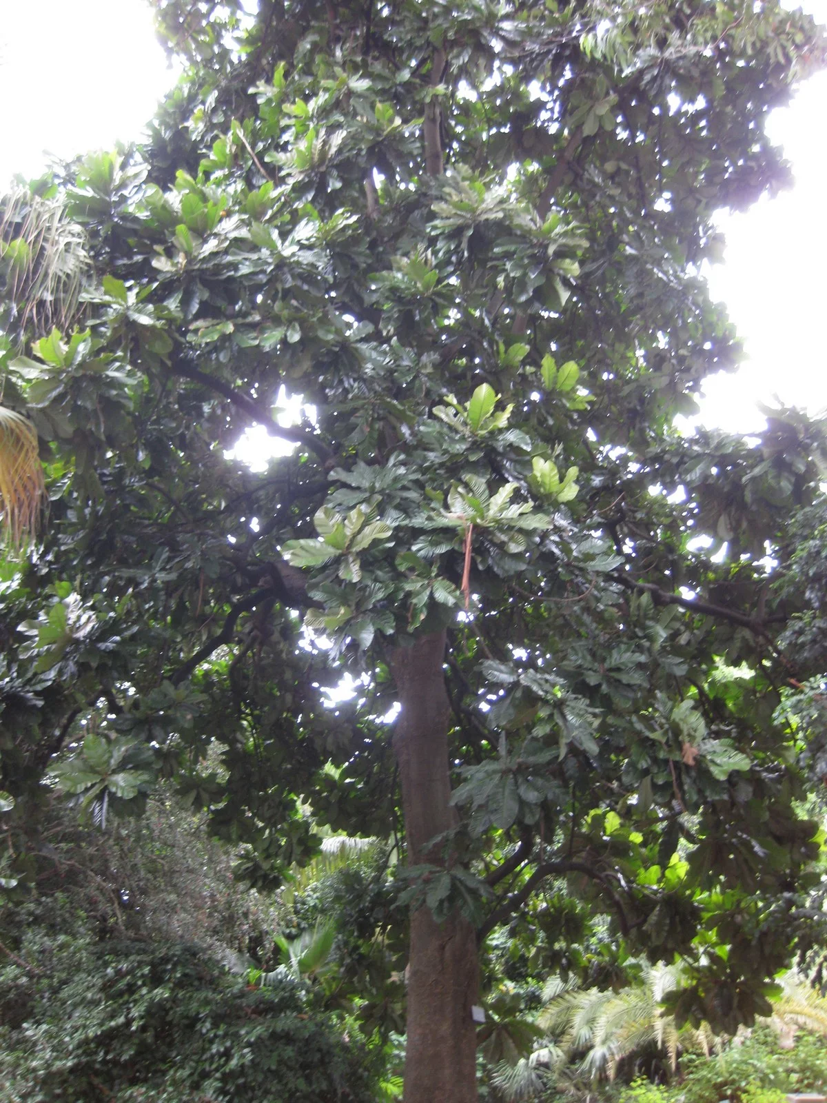 A fruta-do-Imperador foi muito apreciada pela família real portuguesa, por seus frutos suculentos e doces. É uma árvore de grande porte, cuja madeira era utilizada na construção naval. 