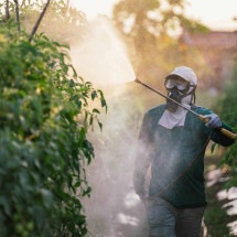 'As pessoas preferem não saber o que tem no alface, tomate ou morango, porque, se soubessem, não comeriam' - BBC