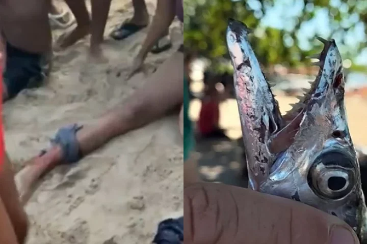 Banhistas são atacados na praia por cardume de peixe-espada - montagem/reprodução redes sociais/tv globo