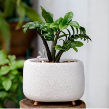 Zamioculca: descubra os 4 segredos para cultivar essa planta  - Reprodução Madeira Madeira 