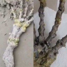 Esqueleto de "mão gigante" causou susto em banhistas - Montagem Flipar