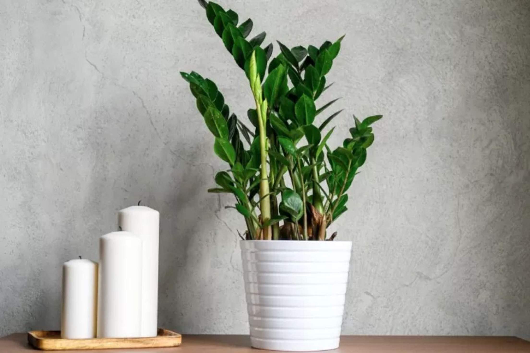 Seguindo essas dicas de iluminação, rega e manutenção, você garantirá uma planta saudável, exuberante e cheia de vida Planta Zamioculca
