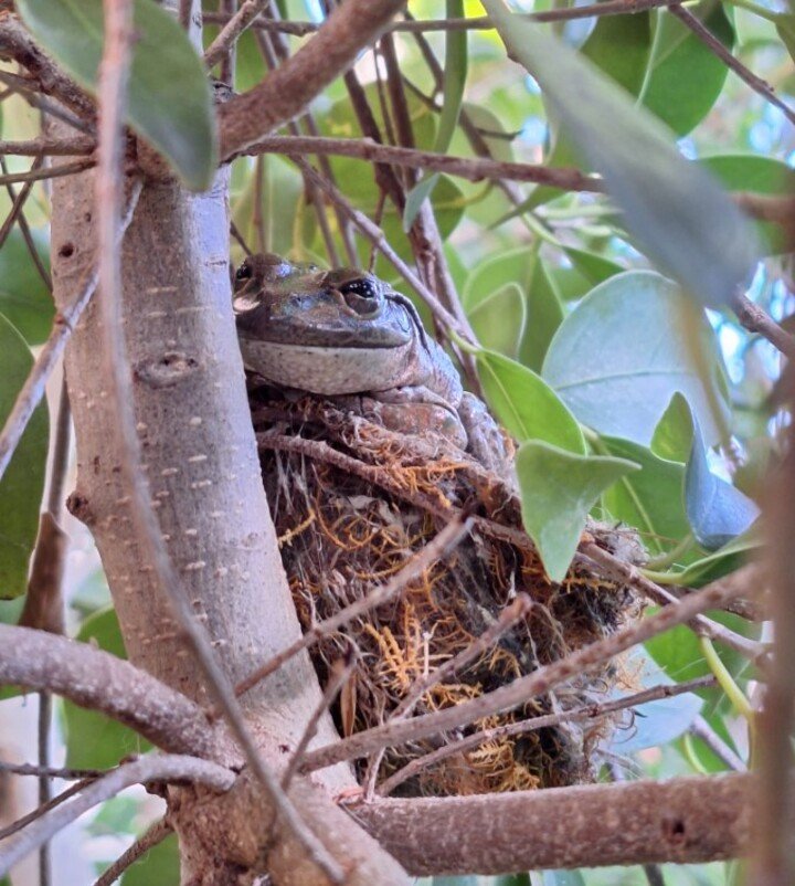 A australiana Karen Neal flagrou a cena em seu quintal em uma manhã, fez fotos e postou no grupo “Rãs da Austrália Ocidental” no Facebook. “Oh, como esse sapo é inteligente fazendo uso de um ninho abandonado no meu jardim”, escreveu.
