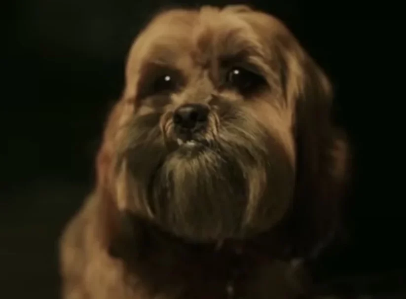 Lhasa Apso- Vive em mÃ©dia de 12 a 15 anos e tem origem no Tibete, na Cordilheira do Himalaia, onde Ã© considerado sagrado. Esses cÃ£es possuem pelagem longa e sÃ£o conhecidos por sua inteligÃªncia e lealdade.