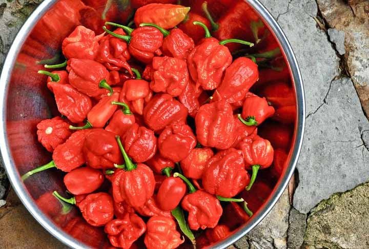 Carolina Reaper (2.200.000 SHU)- Reconhecida como a pimenta mais ardida do mundo, conquistou o primeiro lugar no ranking do Guinness World Record em 2017. Criada por Ed “Smokin” Currie, é cultivada no Brasil por Fábio Tuma.