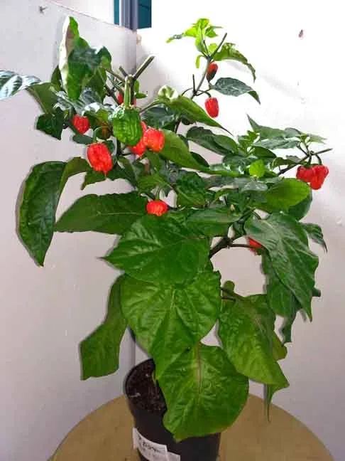 A pimenta Douglah Ã© conhecida por seu perfil de sabor complexo, com nuances de chocolate e fumaÃ§a que a diferenciam no mundo das pimentas.