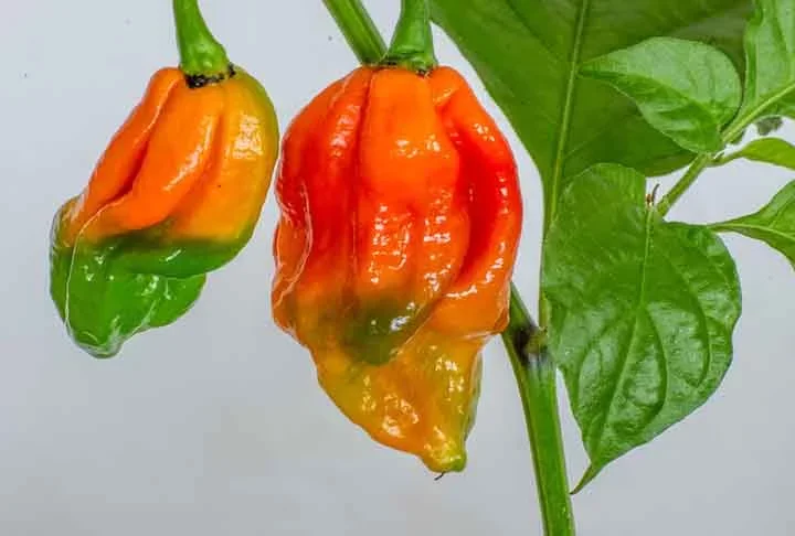 A Naga foi desenvolvida como parte de uma competição para criar a pimenta mais ardida, unindo três variedades para atingir o resultado final.