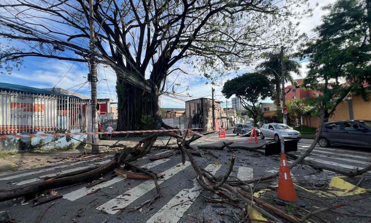 Galho bloqueia a via na Rua Niquelina, no bairro Santa Efigênia -  (crédito: Edésio Ferreira/EM/D.A Press)
