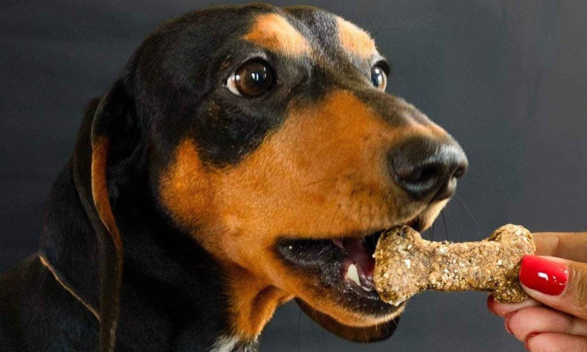 No card&aacute;pio, h&aacute; v&aacute;rias op&ccedil;&otilde;es de biscoitos para c&atilde;es e gatos -  (crédito: Fredel&iacute;cia Pet'serrie/Divulga&ccedil;&atilde;o)