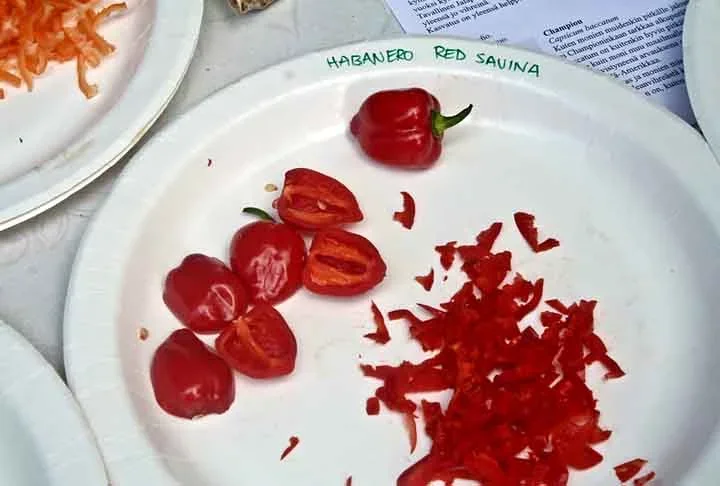 Red Habanero Savina (500.000 SHU)- Essa pimenta - Capsicum chinense - é originaria da Califórnia-EUA, e era a mais ardida do mundo quando a escala Scoville foi criada.