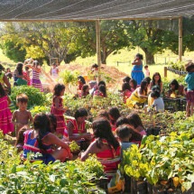 Indígenas plantam e recuperam 150 hectares de mata atlântica em Minas -  Julia Guedes/Projeto H&auml;mhi/Divulga&ccedil;&atilde;o