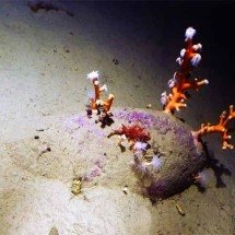 Mergulhadores acham carga de navio que naufragou há 2 mil anos na Itália -  Soprintendenza del Mare/Divulgação
