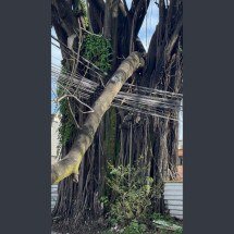Galho atingiu a rede elétrica da rua Niquelina