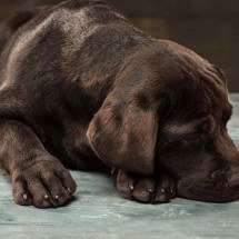 Câncer em cães: fatores de risco, sintomas e tratamentos disponíveis - master1305/ FreePik