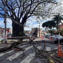 BH: galho bloqueia trânsito e atinge fios de energia em rua movimentada - Edésio Ferreira/EM/D.A Press