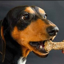Pet chefs: conheça os confeiteiros que fazem doces para cães e gatos - Fredel&iacute;cia Pet'serrie/Divulga&ccedil;&atilde;o