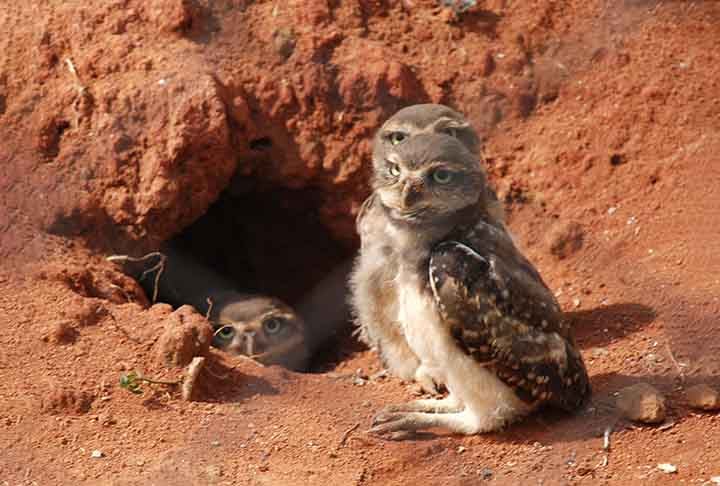 Os ninhos são estruturas construídas por animais, principalmente aves, para abrigar e proteger suas crias. Eles servem para evitar o acesso de predadores e permitir o desenvolvimento dos filhotes.