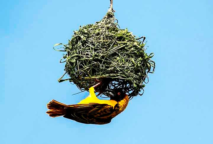 Pássaro-tecelão (Ploceidae, família) - Constrói ninhos intricados, parecidos com cestas suspensas, tecendo folhas e gramas em ramos. Em algumas espécies, os machos constroem várias opções para atrair as fêmeas.
