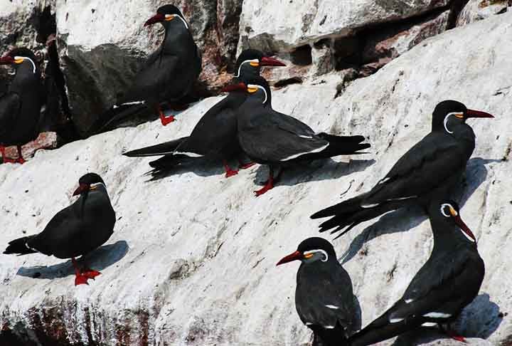 Andorinha-do-mar-inca (Thalasseus elegans) - Essa ave faz seus ninhos em penhascos e locais altos, geralmente em colônias grandes, e utiliza algas e até pequenos ossos para construir ninhos em áreas difíceis de alcançar