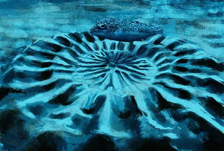 Peixe baiacu japonês (Torquigener albomaculosus) - Machos dessa espécie desenham complexos padrões circulares na areia para atrair as fêmeas. Esses padrões, que lembram mandalas, são feitos com o movimento de suas barbatanas e ajudam a abrigar os ovos.