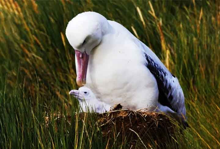 Tordas e albatrozes - Essas aves marinhas preferem fazer ninhos em penhascos escarpados e à beira de penhascos à beira-mar, onde os filhotes estão relativamente protegidos dos predadores, mesmo que em áreas de difícil acesso.