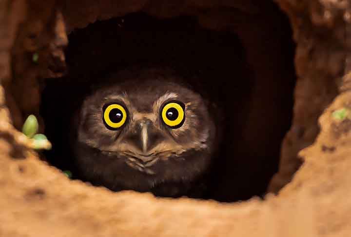 Coruja-buraqueira (Athene cunicularia) - Em vez de construir ninhos em árvores, essa espécie de coruja cava buracos no chão para criar seu lar. Ela também se apropria de tocas abandonadas de outros animais, como tatus, e costuma decorar a entrada com esterco para atrair insetos que ela come.
