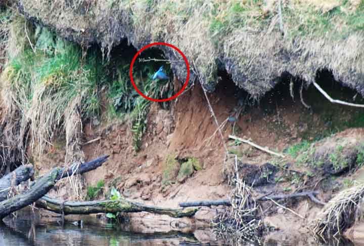 Guarda-rios-europeu (Alcedo atthis) - Esse pássaro escava buracos em barrancos à beira de rios, criando túneis profundos onde põe seus ovos. Os túneis protegem os filhotes e são difíceis de acessar por predadores.
