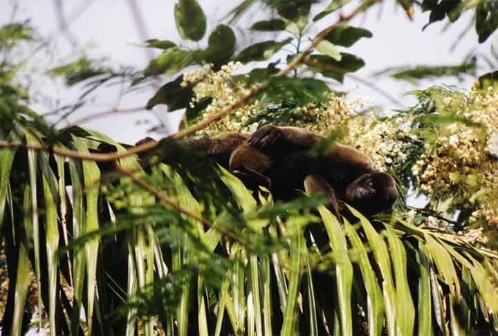 Macaco-barrigudo (Lagothrix lagotricha) - Embora muitos macacos não construam ninhos, o macaco-barrigudo, comum na Amazônia, faz plataformas de folhas nas árvores para descansar e dormir, especialmente quando se sentem ameaçados ou querem manter seus filhotes seguros.