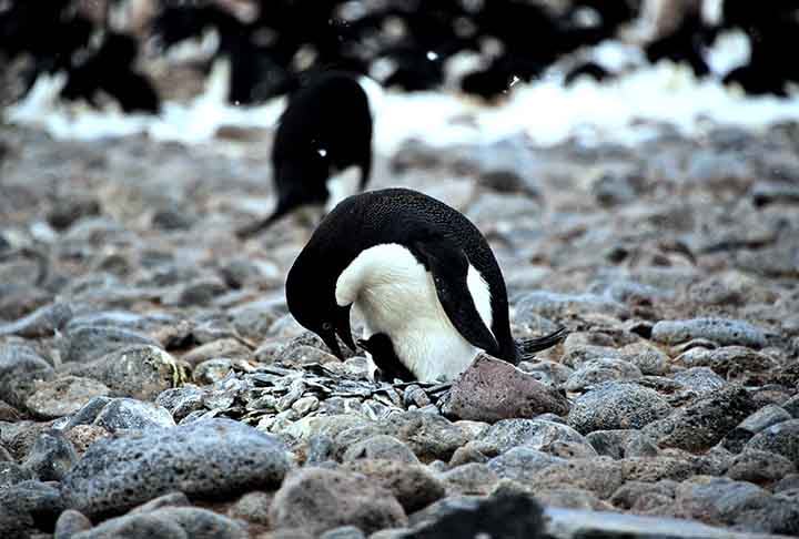 Pinguim-de-adélia (Pygoscelis adeliae) - Constrói ninhos de pedras que coleta com grande cuidado. Esses ninhos protegem os ovos do contato direto com o gelo e ajudam na drenagem, mantendo os filhotes secos e aquecidos.
