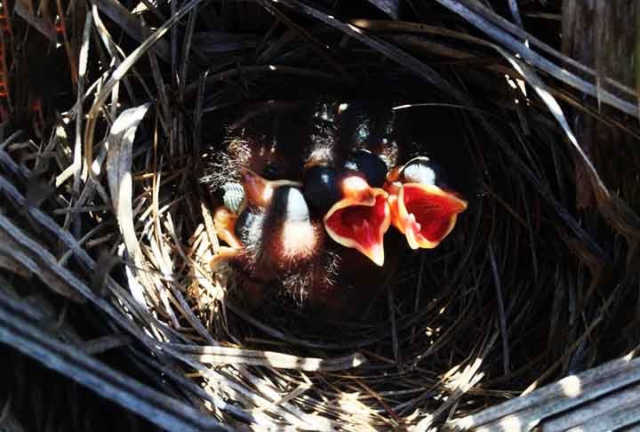 Pardal-do-mar-vermelho (Passeridae, família) - Constrói grandes estruturas de ninho no chão, mas o interessante é que esses ninhos geralmente são comunais. As fêmeas constroem câmaras individuais, mas o ninho compartilha uma base gigante e ramificada.
