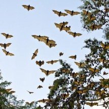 Pesquisa revela comunicação de morcegos por meio de sons - Imagem de paislie por Pixabay