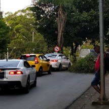 Galho de árvore cai e atrapalha trânsito em bairro de BH - Maria Cec&iacute;lia de Freitas/Imagem cedida ao Jornal Estado de Minas