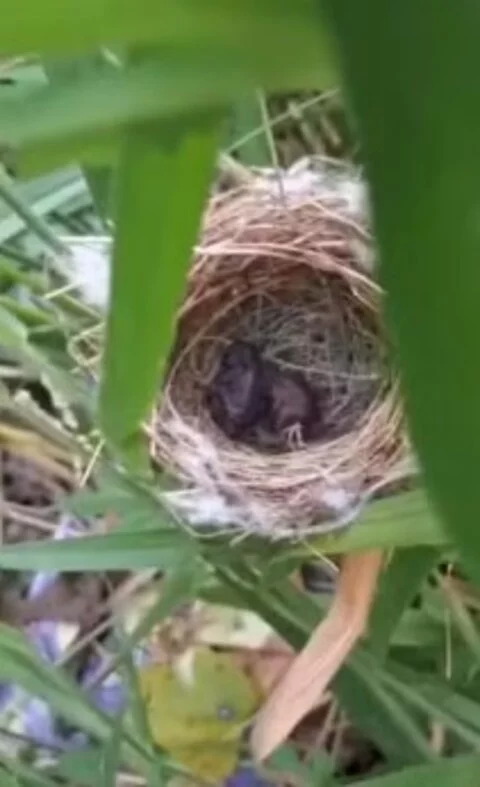Na publicação, ele conta que encontrou um ninho de pássaro da espécie de pequeno porte tiziu em meio à vegetação quando fazia um trabalho de limpeza de um terreno. “Já tinha capinado o terreno quase todo. Quando eu cheguei naquele fundo do terreno eu vi um passarinho, um tiziu, sair muito rápido de dentro da moita”, relatou.
