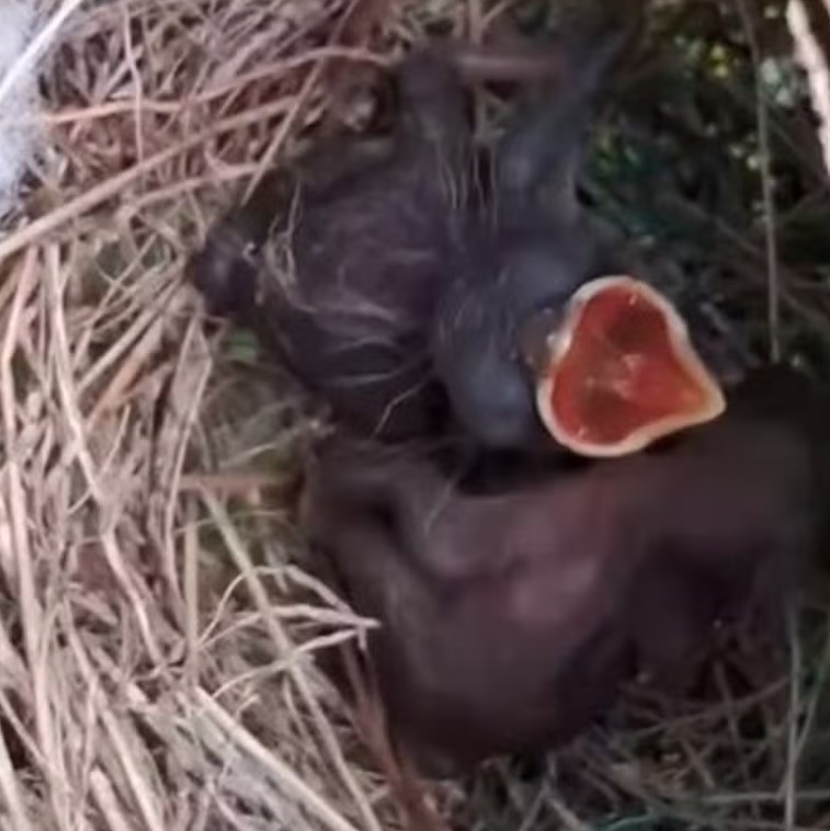 Lincoln resolveu parar a atividade para proteger as aves e propôs à proprietária do local que só retomasse o corte do mato após os filhotes se desenvolverem e deixarem o local, ao que ele assentiu. No vídeo, o ajudante geral conta que isso já ocorreu e os pássaros alçaram voo. 
