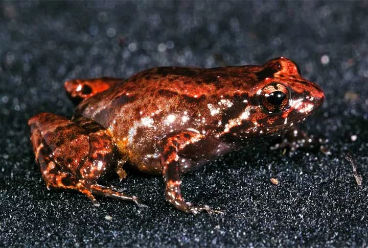 No norte da Amazônia, especificamente em uma montanha, o canto de um sapo atraiu a atenção dos pesquisadores. Tratava-se de uma espécie nova, que foi capturada por cientistas, que dois anos depois definiram sua identidade: Neblinaphryne imeri.